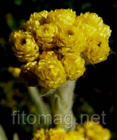 Цмін (безсмертник) квітки 50 г