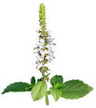 Тулсі 250г. Аюрведичний порошок. Термін до 10/2026., фото 3