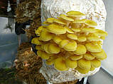 Зерновий живий Міцелій гливи лимонно-жовтої 10 Г, фото 2