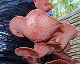 Зерновий живий Міцелій Гливи рожевої 10 Г, фото 7