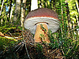 Зерновий живий Міцелій Білого гриба ялинового 100 г., фото 3