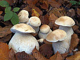 Зерновий живий Міцелій Білого гриба березового, Boletus betulicola 100 г., фото 2