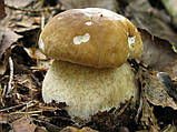 Зерновий живий Міцелій Білого гриба березового, Boletus betulicola 100 г., фото 3