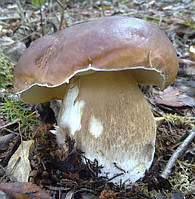 Мицелий Белого гриба дубового, Boletus quercicola 100г.