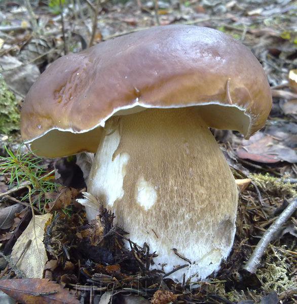 Зерновий живий Міцелій Білого гриба дубового, Boletus quercicola 100 г.