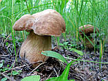 Зерновий живий Міцелій Білого гриба дубового, Boletus quercicola 100 г., фото 2