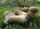 Зерновий живий Міцелій Білого гриба дубового, Boletus quercicola 100 г., фото 3