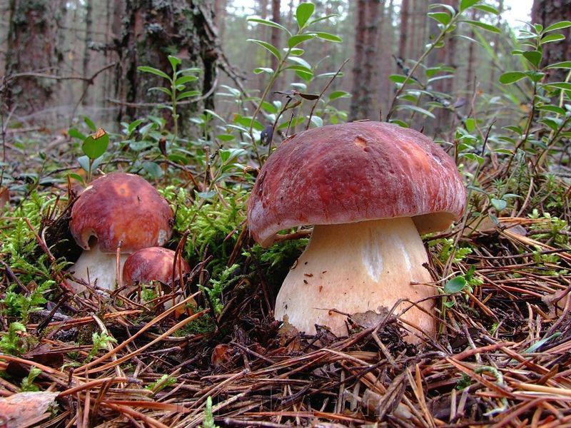 Зерновий живий Міцелій Білого гриба соснового, Boletus pinophilus 100 г.