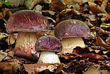 Зерновий живий Міцелій Білого гриба соснового, Boletus pinophilus 100 г., фото 4