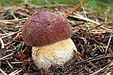 Зерновий живий Міцелій Білого гриба соснового, Boletus pinophilus 100 г., фото 5