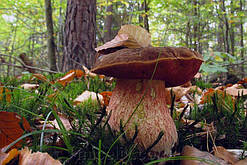 Зерновий живий Міцелій Дубовика кропчастого, Boletus erythropus 100 г.