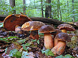 Зерновий живий Міцелій Дубовика кропчастого, Boletus erythropus 100 г., фото 3