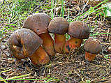 Зерновий живий Міцелій Дубовика кропчастого, Boletus erythropus 100 г., фото 4