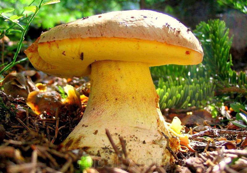 Зерновий живий Міцелій Боровика жовтого, Boletus impolitus 100 г.