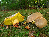 Зерновий живий Міцелій Боровика жовтого, Boletus impolitus 100 г., фото 2