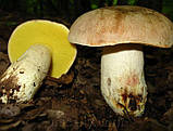 Зерновий живий Міцелій Боровика жовтого, Boletus impolitus 100 г., фото 5