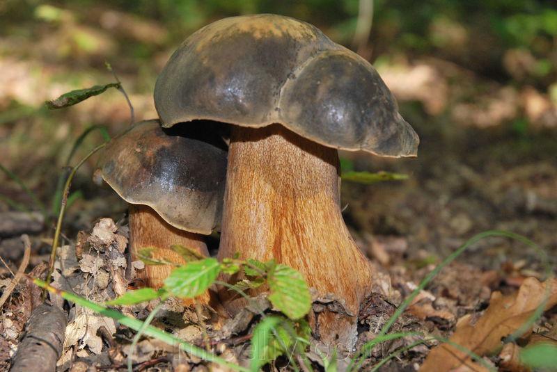 Зерновий живий Міцелій Білого гриба темно-бронзового, Boletus areus 100 г.
