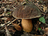 Зерновий живий Міцелій Білого гриба темно-бронзового, Boletus areus 100 г., фото 3