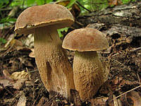 Мицелий Белого гриба сетчатого, Boletus reticulatus 100г.