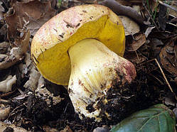 Зерновий живий Міцелій Болета укороченого, Boletus appendiculatus 100 г.