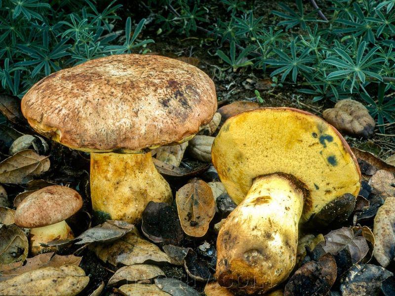 Мицелий Болета укоренённого, Boletus appendiculatus 100г. - фото 3 - id-p916322295