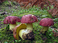 Мицелий Болета королевского, Boletus regius 100г.