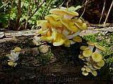 Зерновий живий Міцелій Гливи лимонно-жовта, Pleurotus citrinopilatus 100 г., фото 7
