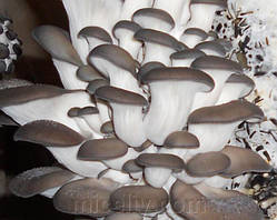 Зерновий живий Міцелій Гливи звичайної сірої, Pleurotus sajor-caju 100 г.