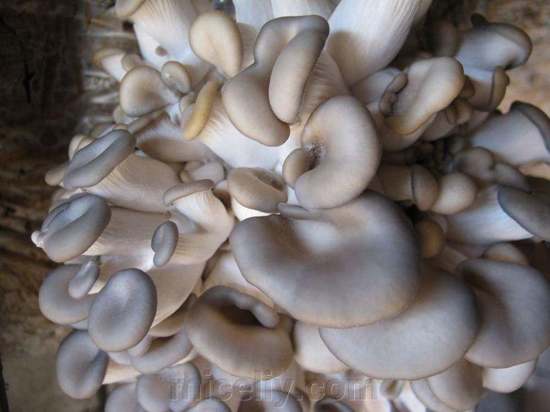 Зерновой живой Мицелий Вешенки обыкновенной серой, Pleurotus sajor-caju 100г. - фото 3 - id-p916322304