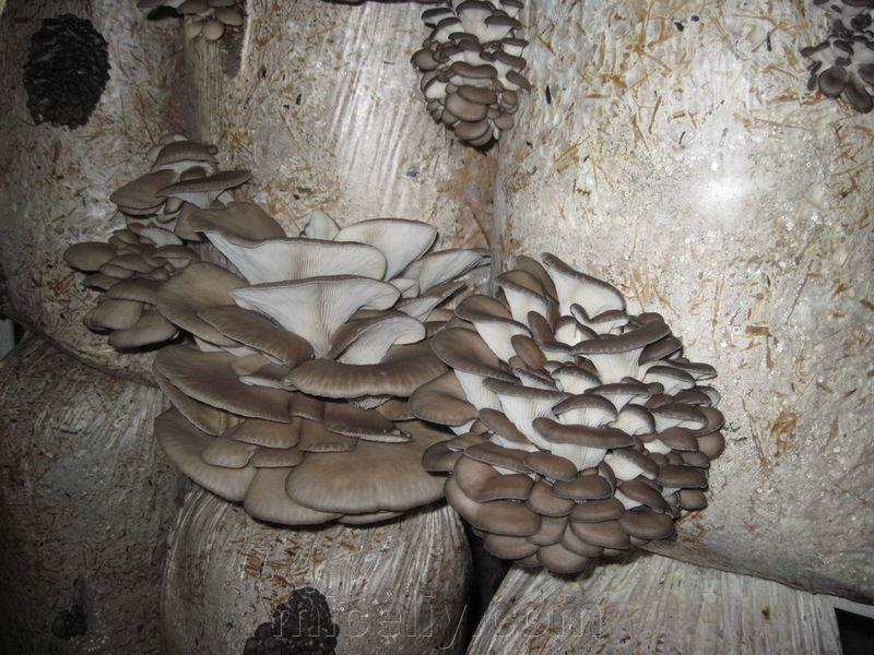 Зерновой живой Мицелий Вешенки обыкновенной серой, Pleurotus sajor-caju 100г. - фото 6 - id-p916322304