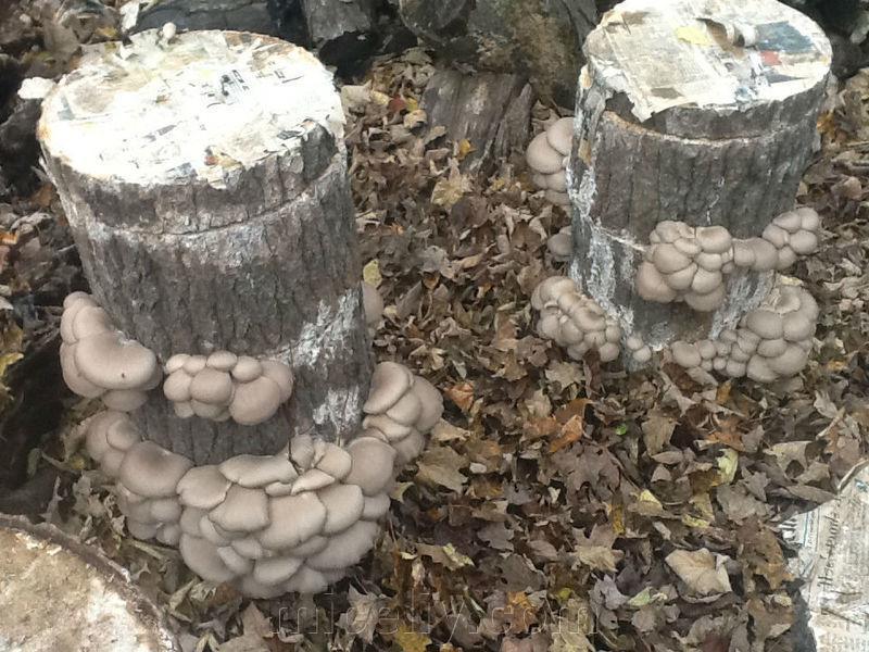 Зерновой живой Мицелий Вешенки обыкновенной серой, Pleurotus sajor-caju 100г. - фото 7 - id-p916322304