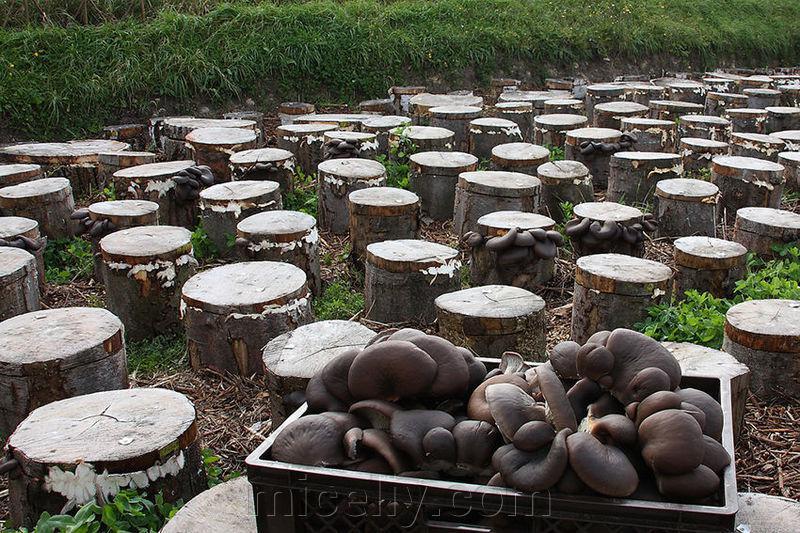 Зерновой живой Мицелий Вешенки обыкновенной серой, Pleurotus sajor-caju 100г. - фото 8 - id-p916322304