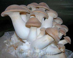 Зерновий живий Міцелій Гливи королівської, Pleurotus eryngii 100 г.