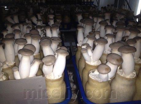 Зерновой живой Мицелий Вешенки королевской, Pleurotus eryngii 100г. - фото 2 - id-p916322306