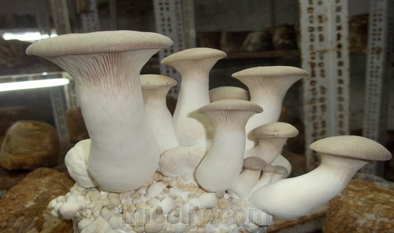 Зерновой живой Мицелий Вешенки королевской, Pleurotus eryngii 100г. - фото 6 - id-p916322306