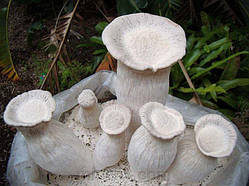 Зерновий живий Міцелій Гливи чаудінський гриб, Pleurotus nebrodensis 100 г.