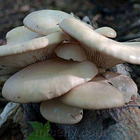 Зерновий живий Міцелій гливи білий ельф, Pleurotus cystidiosus 100 г.