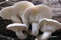 Зерновой живой Мицелий Вешенки дубовой, Pleurotus dryinus 100г.