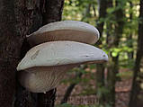 Зерновий живий Міцелій Гливи дубової, Pleurotus dryinus 100 г., фото 2