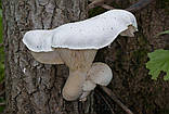 Зерновий живий Міцелій Гливи дубової, Pleurotus dryinus 100 г., фото 3