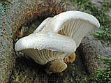 Зерновий живий Міцелій Гливи дубової, Pleurotus dryinus 100 г., фото 4