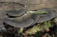 Зерновой живой Мицелий Вешенки осенней, Pleurotus salignus 100г.