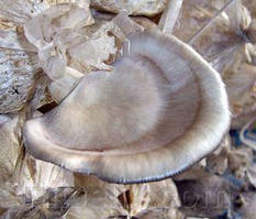 Зерновий живий Міцелій Гливи флоридської, Pleurotus ostreateris Florida 100 г.