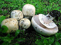 Зерновой живой Мицелий Шампиньона полевого, Agaricus arvensis 100г.