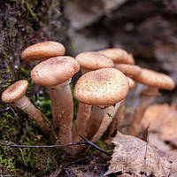 Зерновой живой Мицелий Опёнка северного, Armillaria borealis 100г.