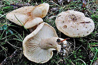 Мицелий Груздя пергаментного, Lactarius pergamenus 100г.