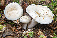 Мицелий Груздя перечного, Lactarius piperatus 100г.