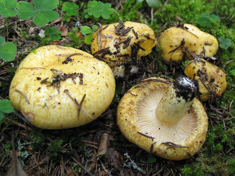 Мицелий Груздя синеющего, Lactarius repraesentaneus 100г. - фото 1 - id-p916322429