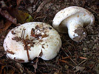 Мицелий Груздя войлочного (Скрипицы), Lactarius vellereus 100г.