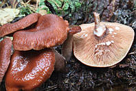 Мицелий Млечника камфарного, Lactarius camphoratus 100г.